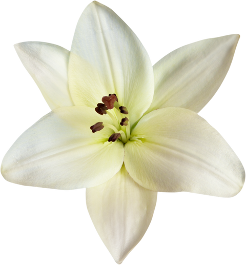 white lily flower